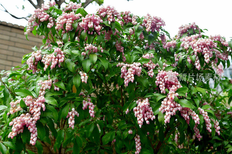 Pieris japonica /日本仙女座菌株